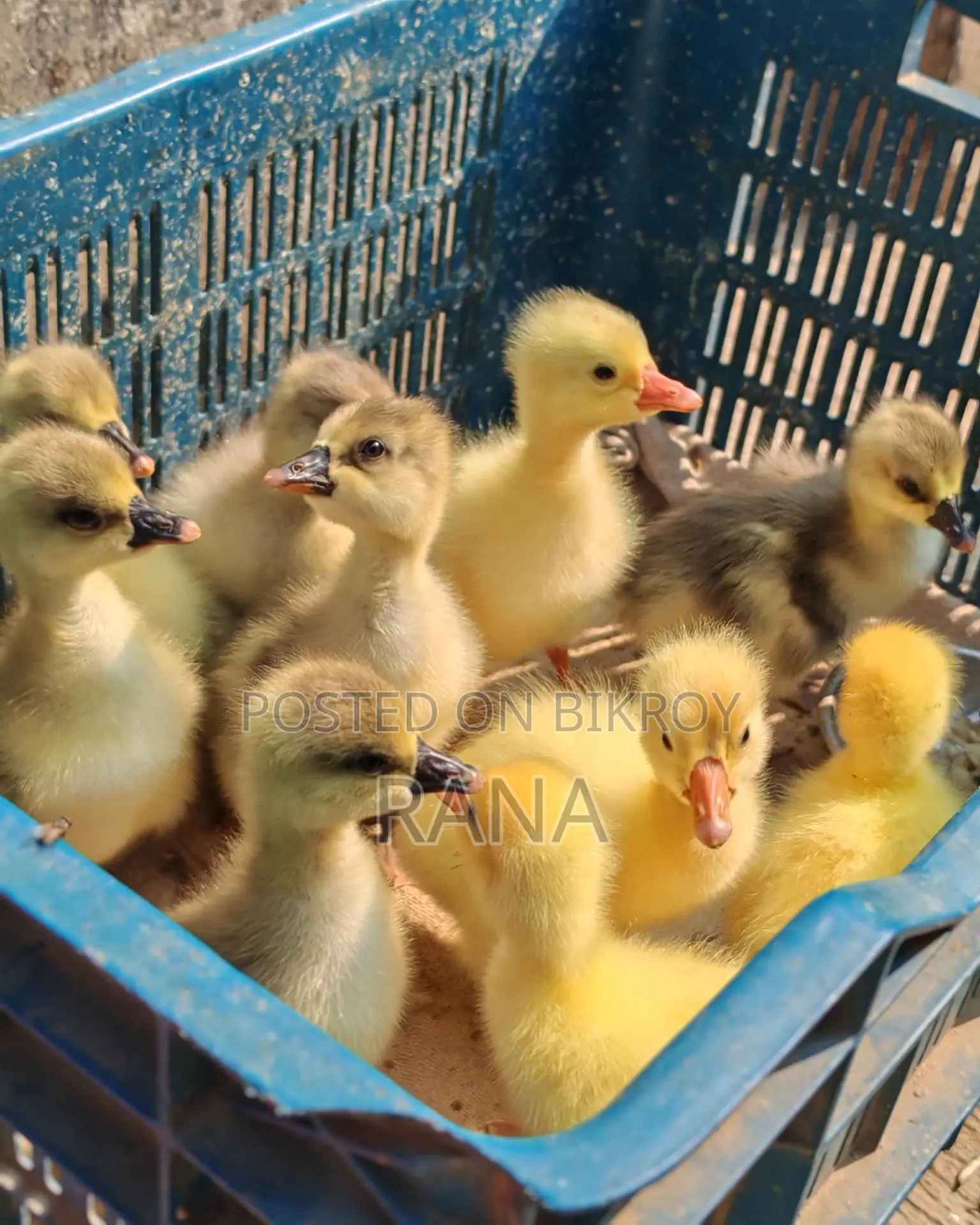 Ducklings