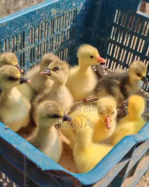 Ducklings