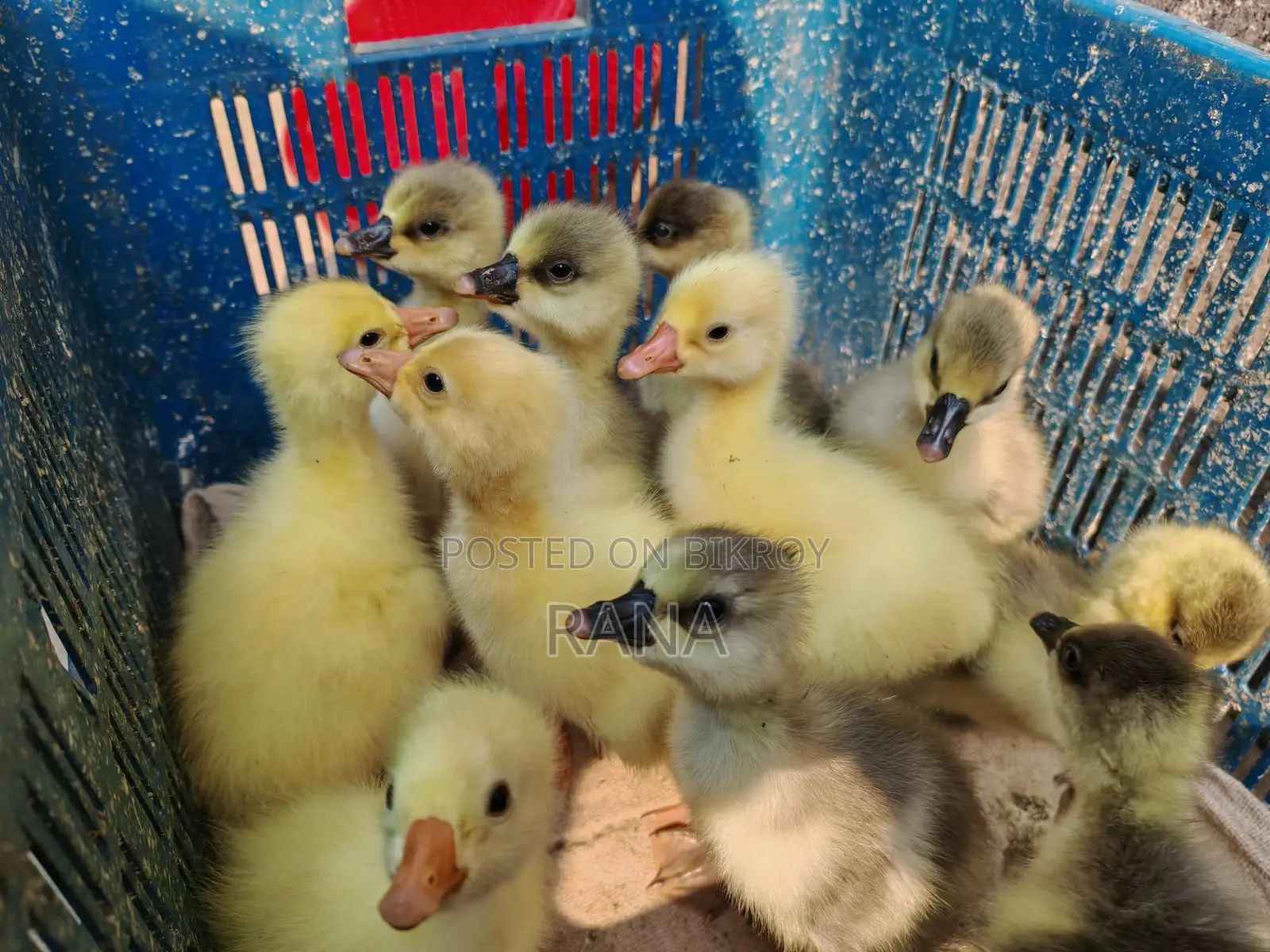 Ducklings