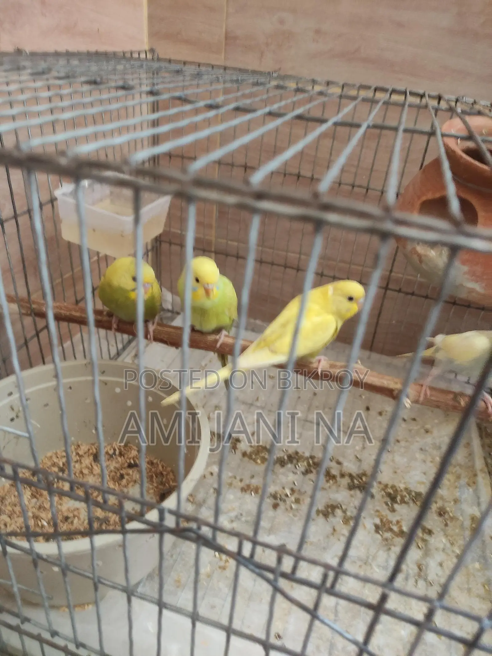5 Pieces Semi-Adult Fish