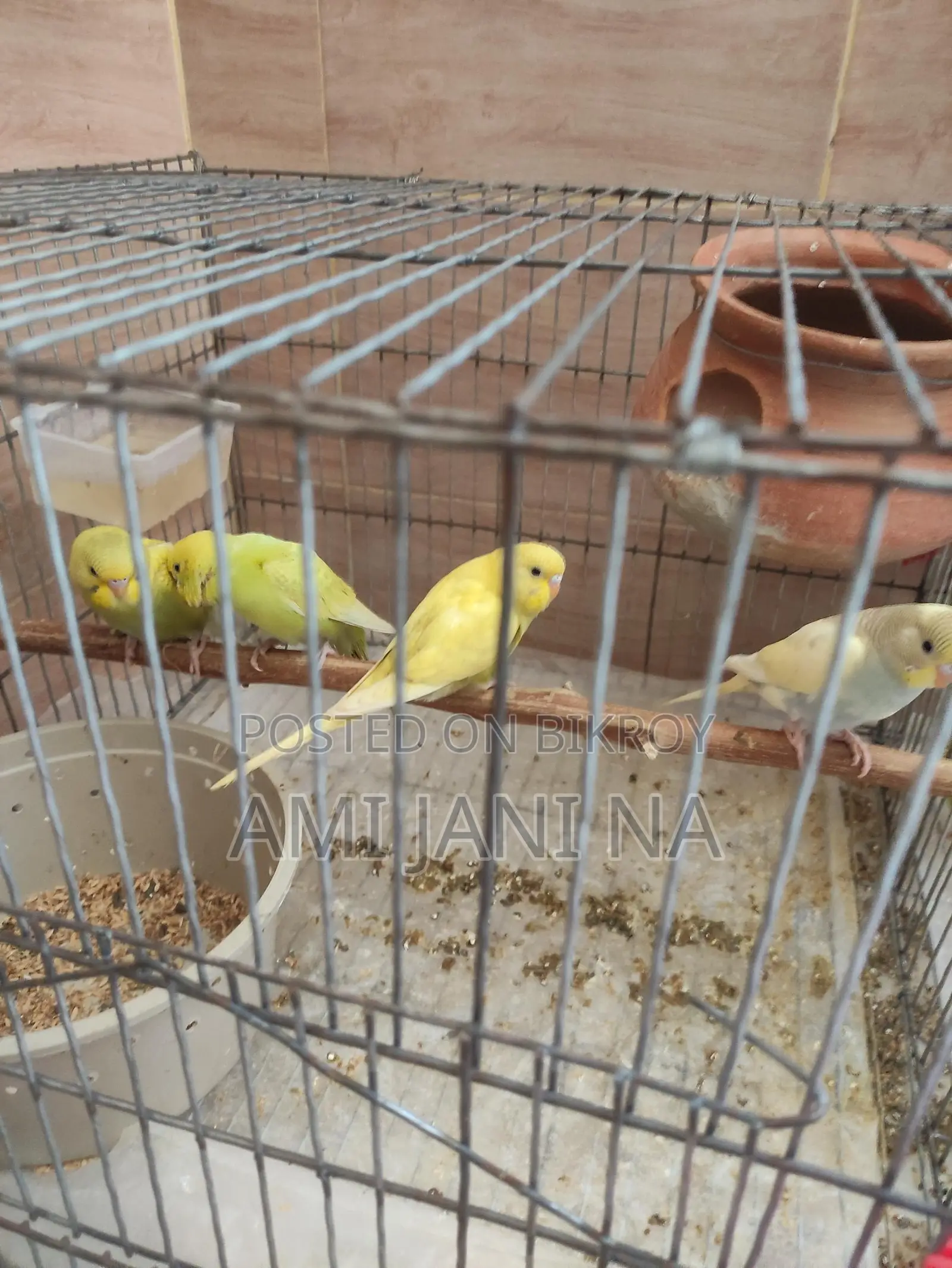 5 Pieces Semi-Adult Fish