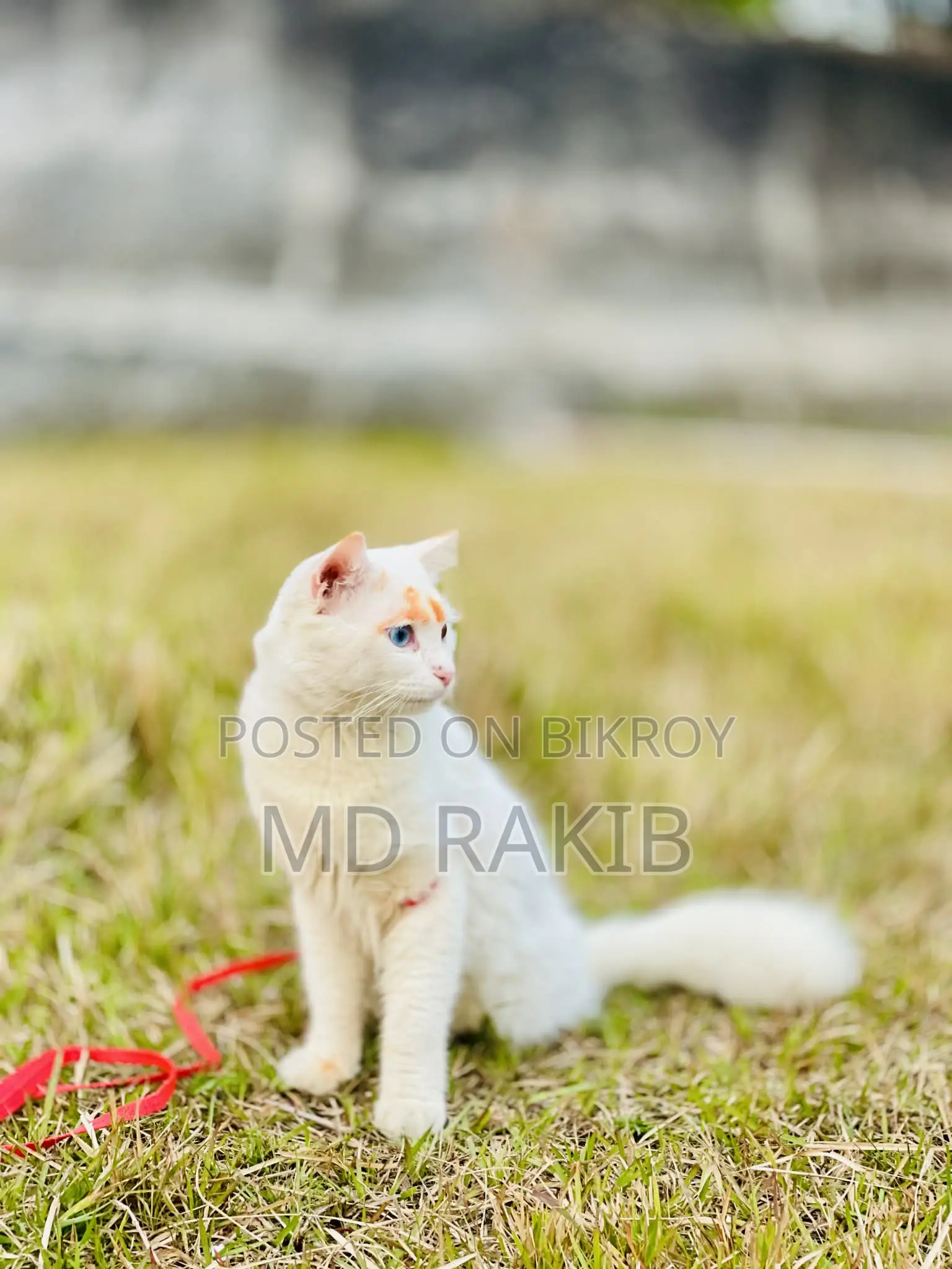 Cat for sale