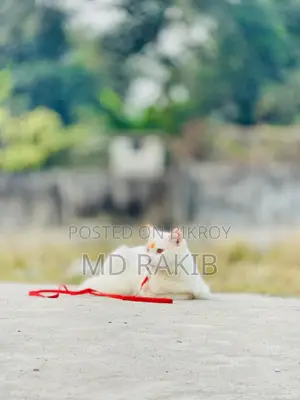 Cat for sale