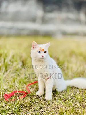 Cat for sale