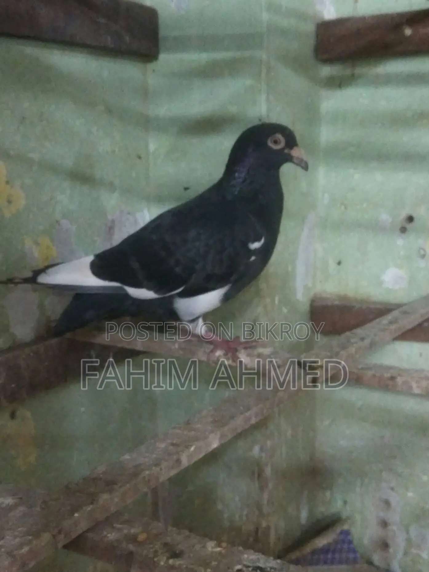 Black Pied Racer Nor