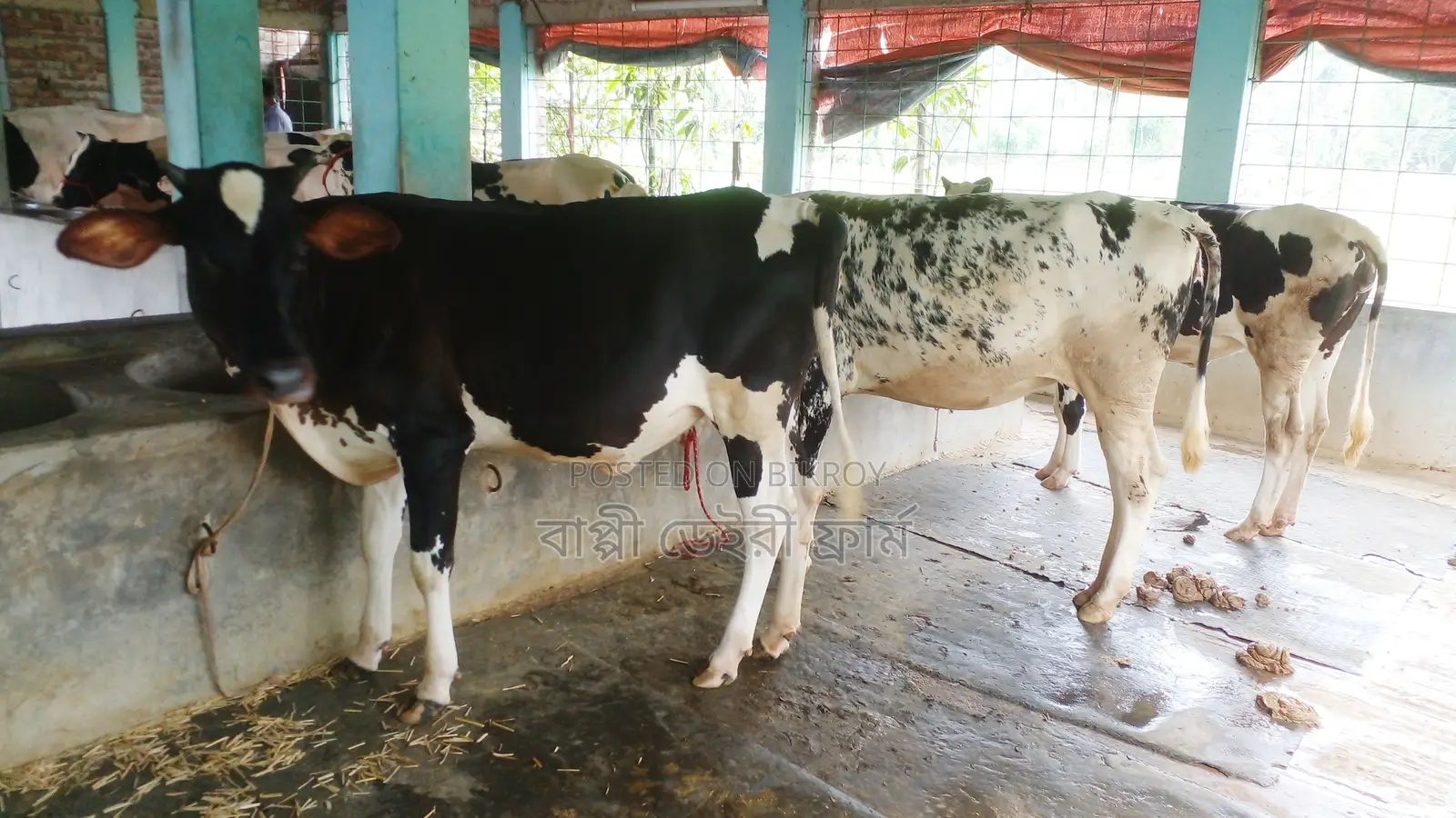 ১০০৯ নং উন্নত জাতের ৩টি বকনা কিনুন ।