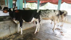 ১০০৯ নং উন্নত জাতের ৩টি বকনা কিনুন ।