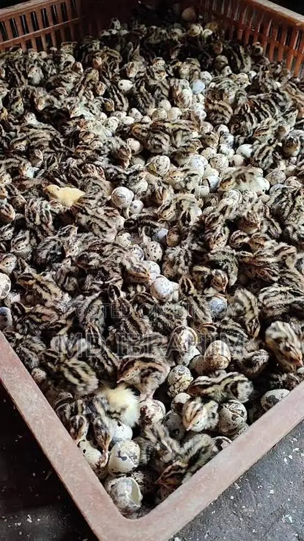 Quail Birds