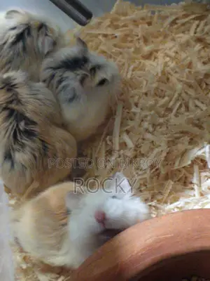 Roborovski Hamster Pair Available