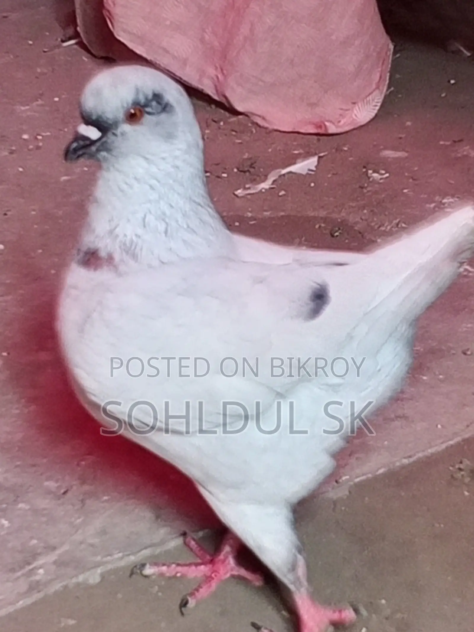 কবুতর বিক্রির জন্য