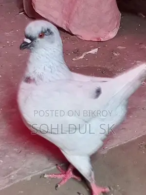 কবুতর বিক্রির জন্য