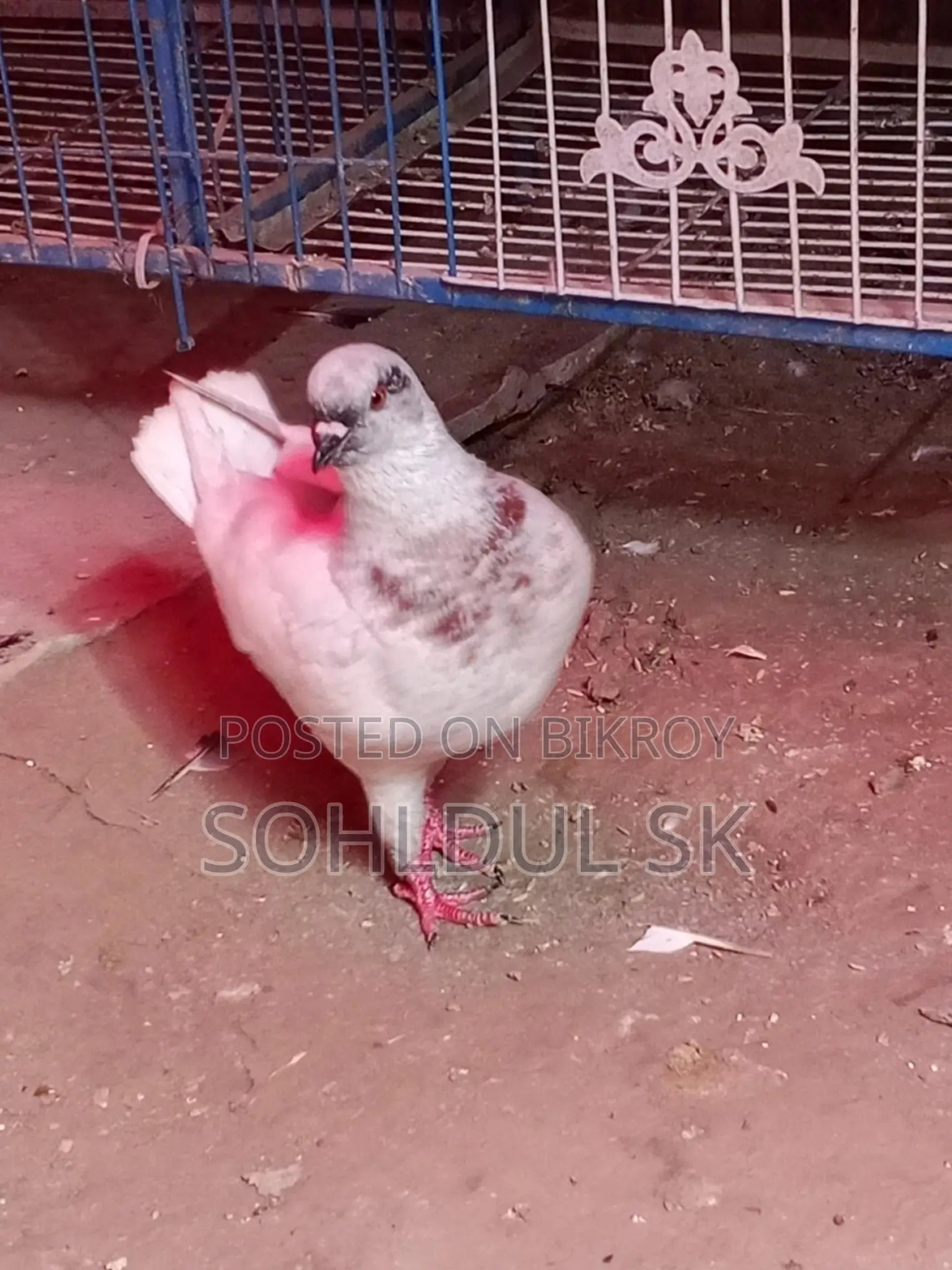 কবুতর বিক্রির জন্য