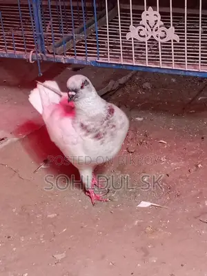 কবুতর বিক্রির জন্য