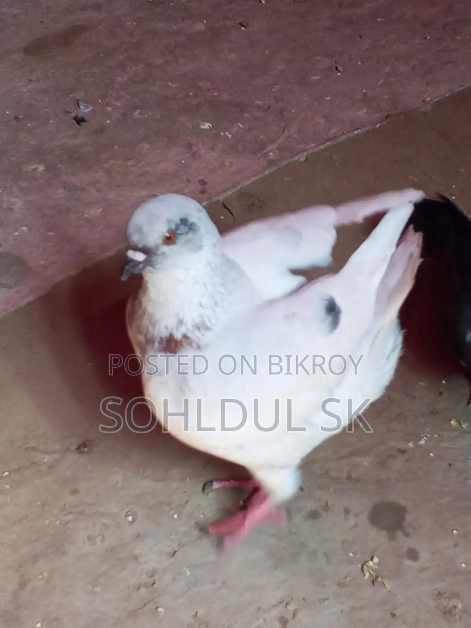 কবুতর বিক্রির জন্য