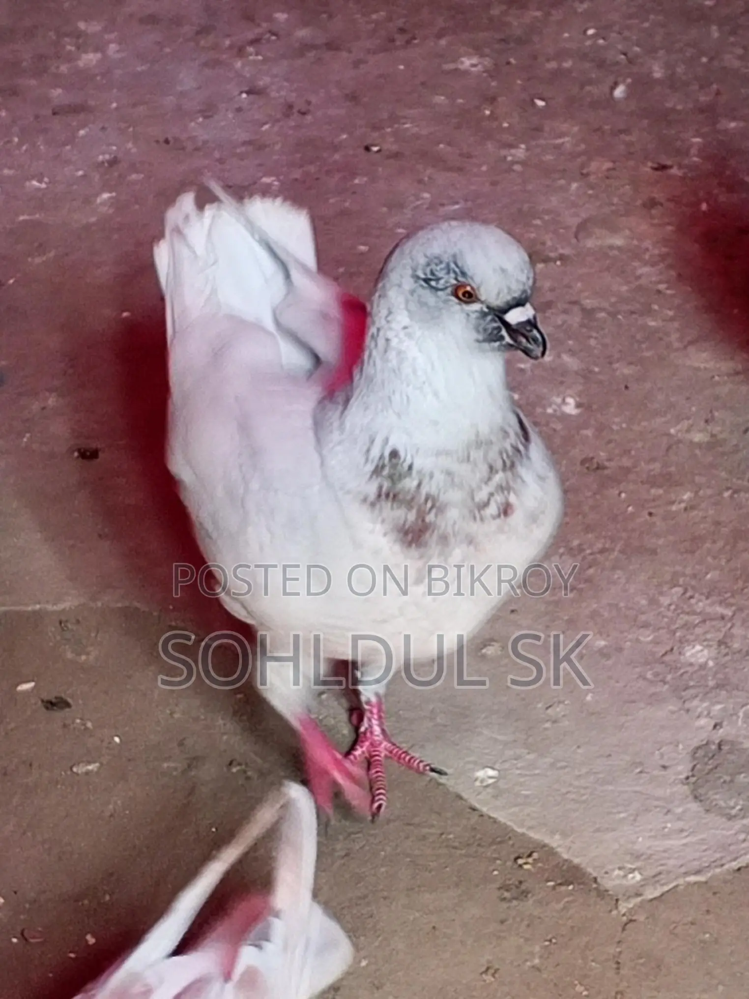 কবুতর বিক্রির জন্য