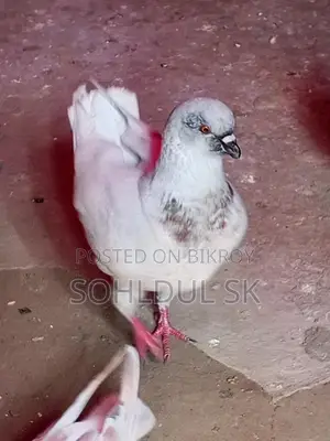 কবুতর বিক্রির জন্য