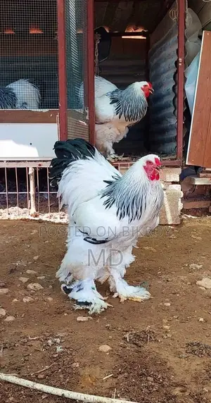 সৌখিন ব্রাহামা মুরগি