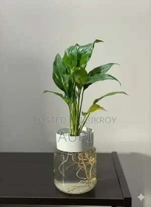 Peace Lily For Sale.