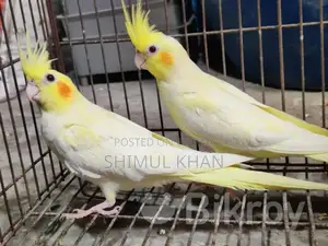 একটি রেড আই হেভি পার্ল ককাটেল বিক্রয় হবে