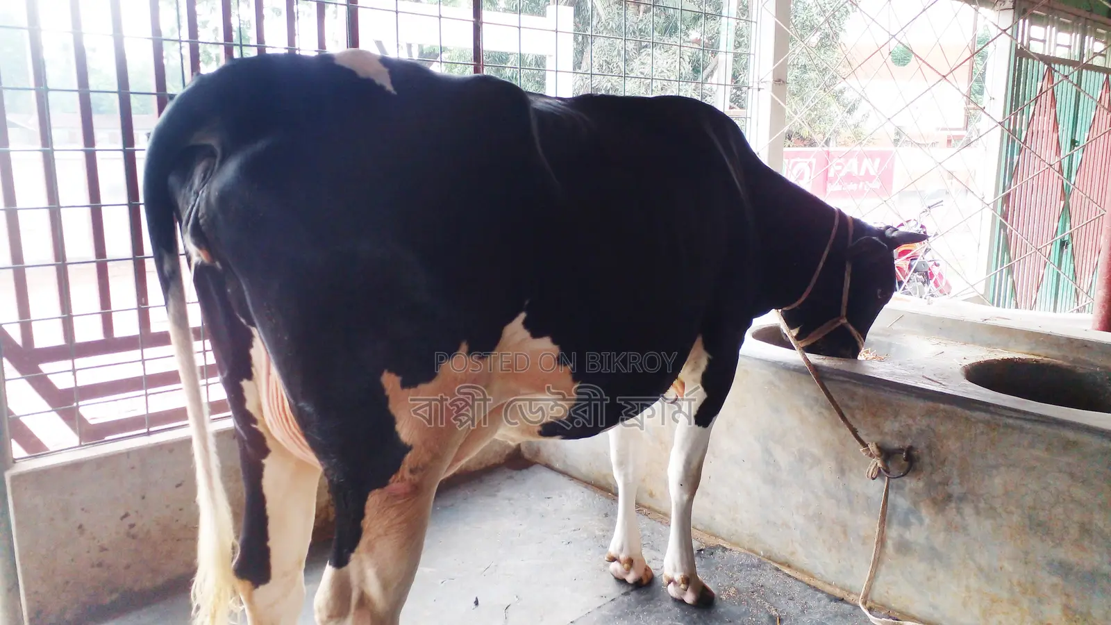 Cow No. 1056 for sale.
