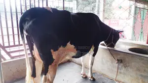 Cow No. 1056 for sale.