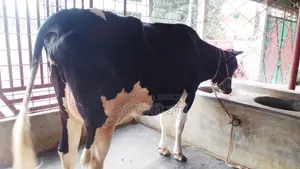 Cow No. 1056 for sale.