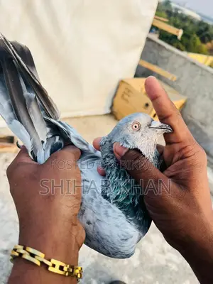 Silver Nor Pigeon