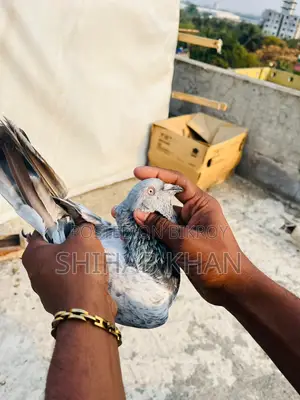 Silver Nor Pigeon