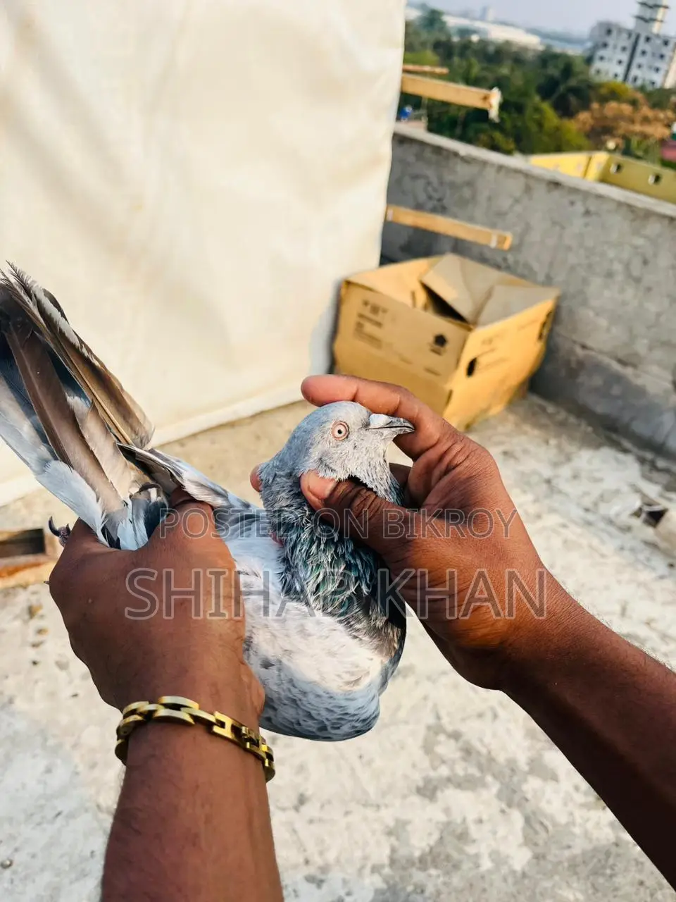 Silver Nor Pigeon
