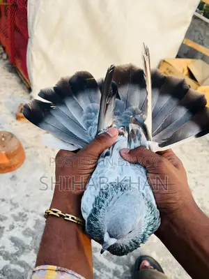 Silver Nor Pigeon