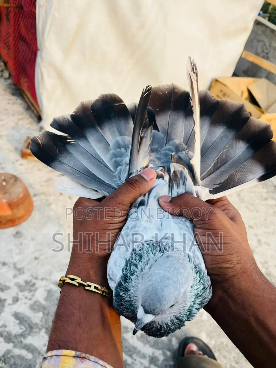 Silver Nor Pigeon