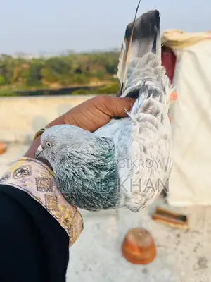 Silver Nor Pigeon