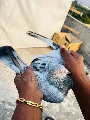 Silver Nor Pigeon
