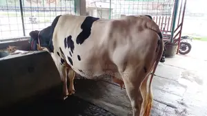 ১০৫১নং গাভী উন্নত জাতের ।