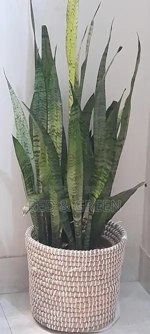 Indoor plants