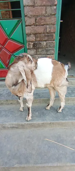 100% Totapuri Goat for Sale.