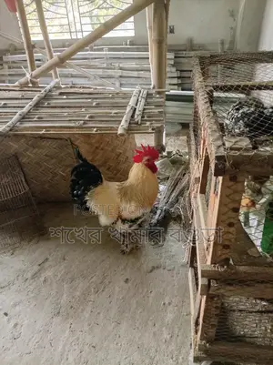 ব্রাহমা মোরগ বিক্রয় করা হবে