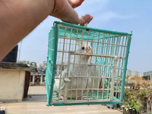 Albino Cockatiel