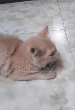 Traditional Persian Female Cat