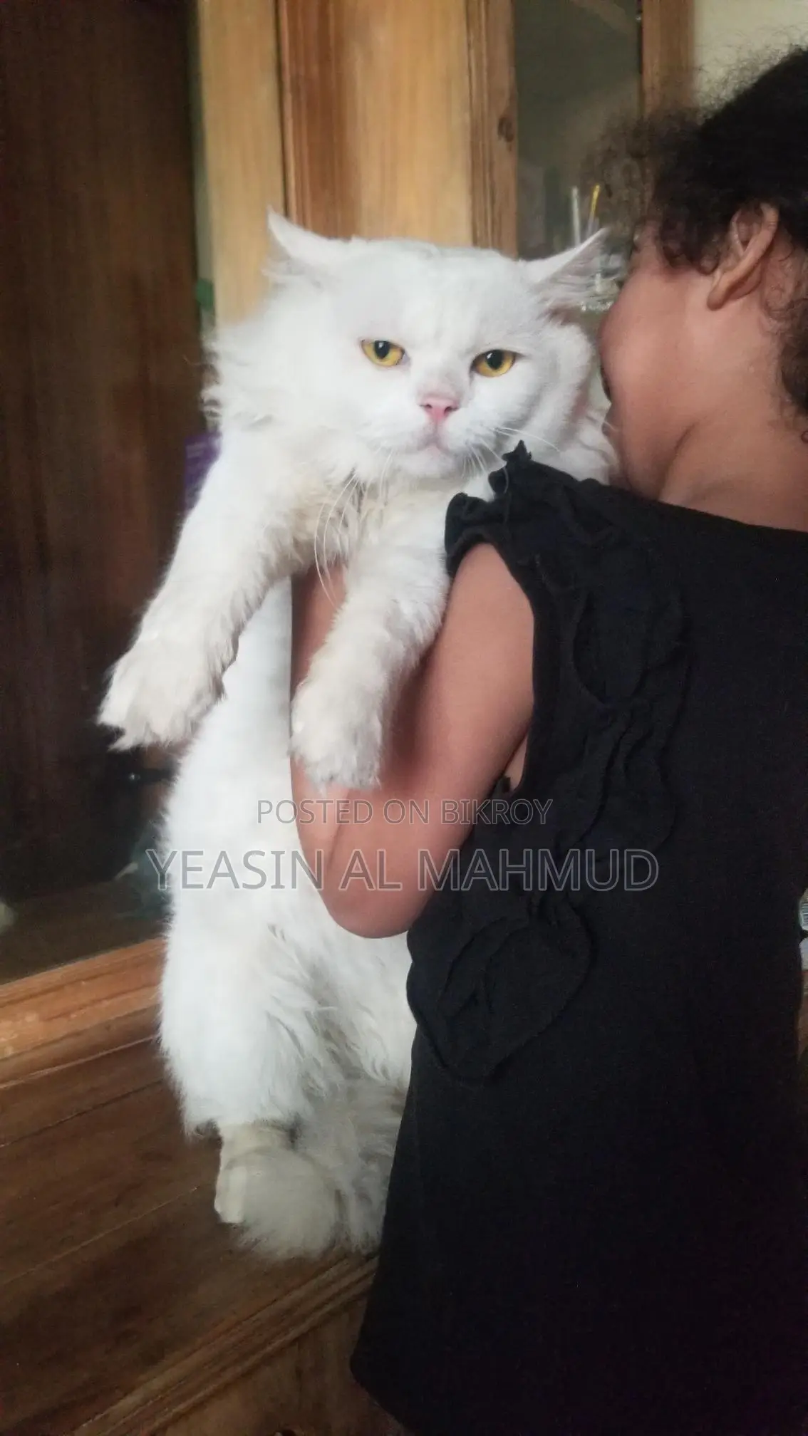 Pure Persian Adult Male Cat