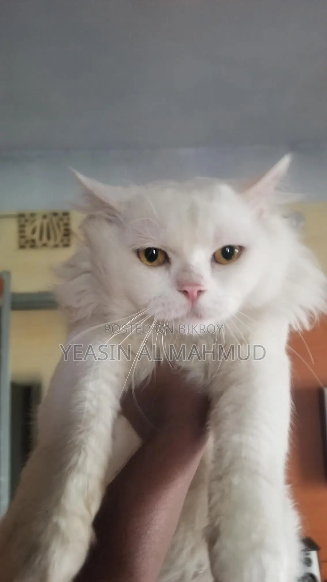 Pure Persian Adult Male Cat