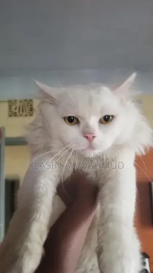 Pure Persian Adult Male Cat