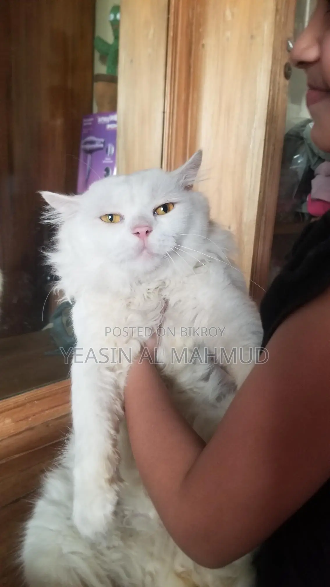 Pure Persian Adult Male Cat
