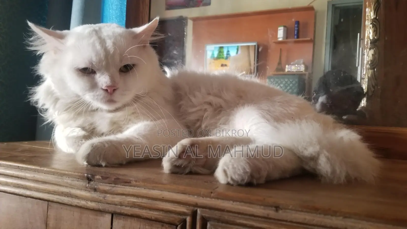 Pure Persian Adult Male Cat