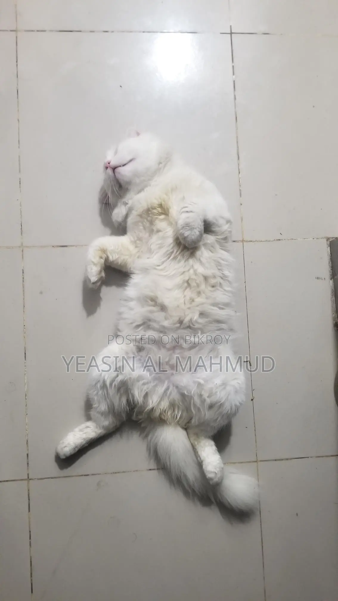 Pure Persian Adult Male Cat