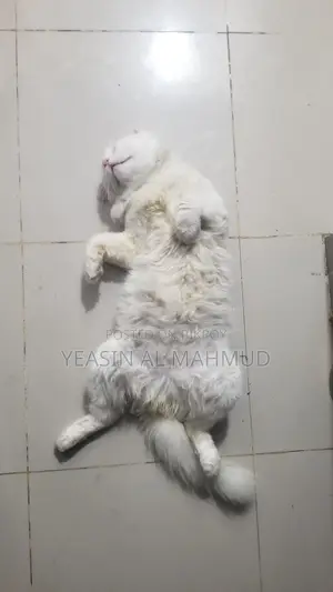 Pure Persian Adult Male Cat