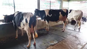 ৩টি গাভী গরু ভালো জাতের। (১০৭৯ নং)
