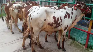 ১০২৫ নং ৫টি এড়ে ষাঁড় বাছুর বিক্রয় হবে অল্প দামে।