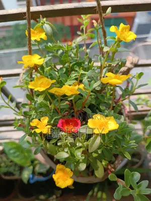 কিছু গাছ