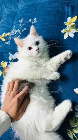 Pure Persian Male Cat For Sale in Faridpur